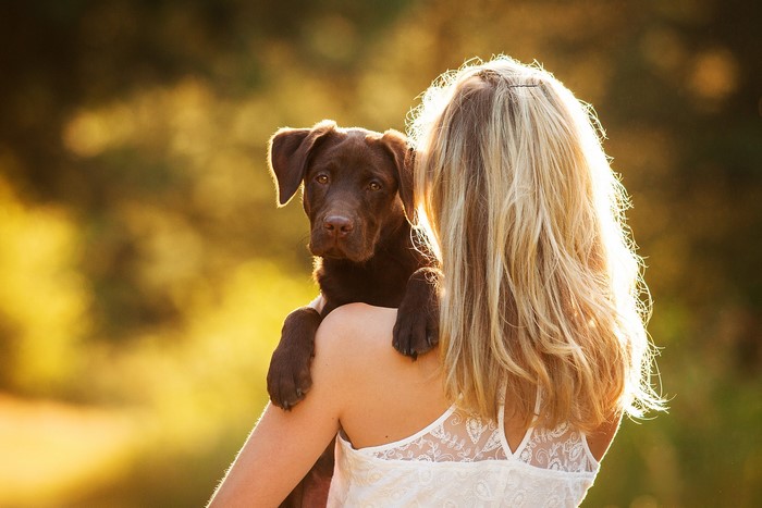 Woman holding a chocolate Labrador puppy