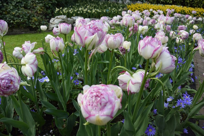 Pink and white tulips at Keukenhof Gardens, Netherlands