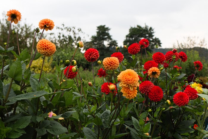 Orange and Red Dahlias in a Garden