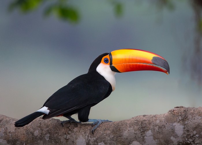 Toco Toucan perched on a branch