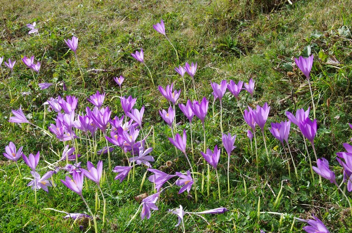 Purple Crocuses in a Grassy Field