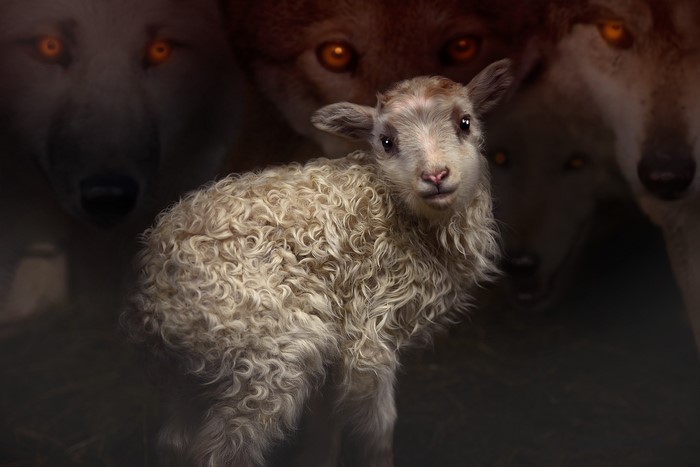 Lamb surrounded by wolves with glowing eyes