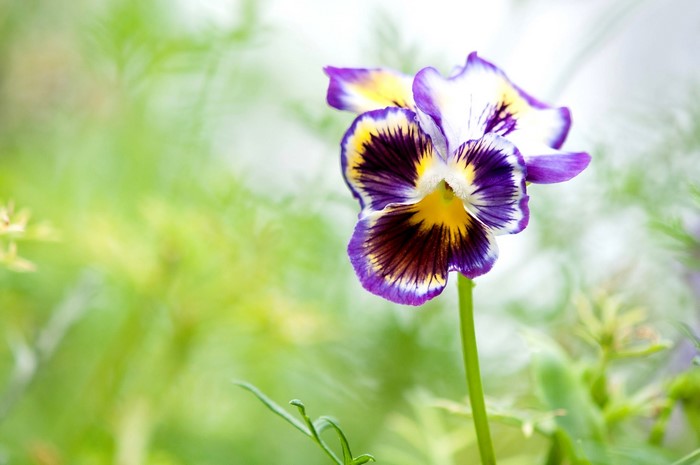 Close-up of a purple and yellow pansy flower