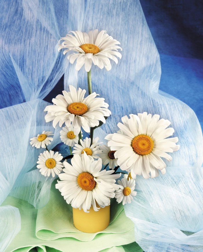 White daisies in a yellow vase