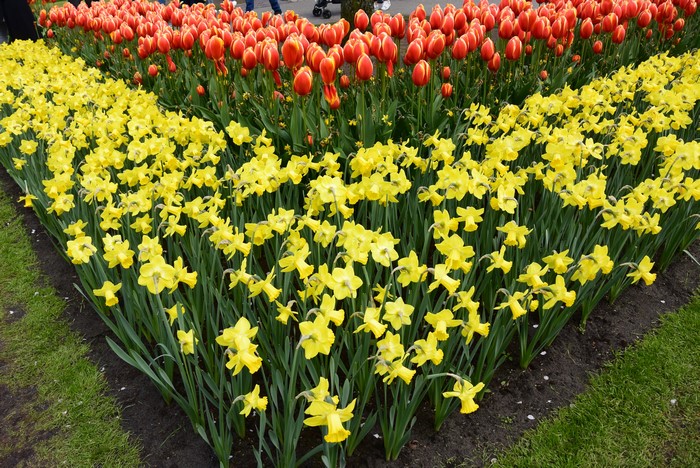 4K Daffodils and Tulips in Keukenhof, Netherlands