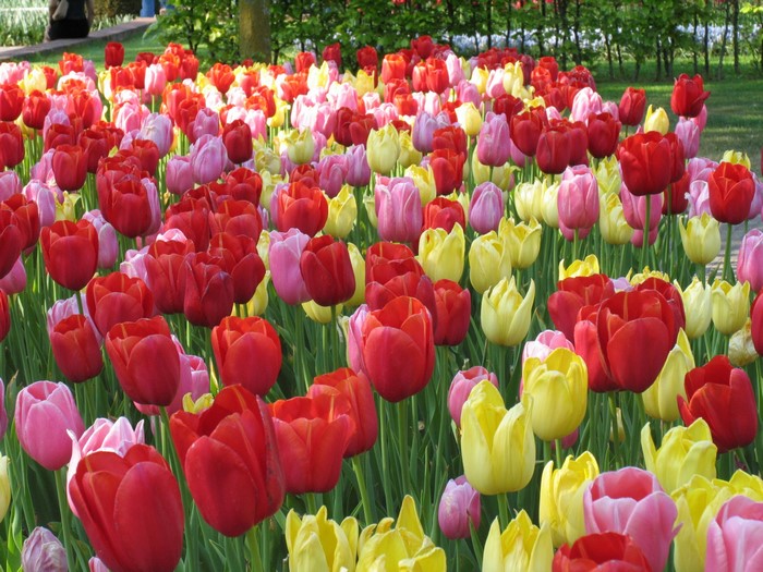 Field of colorful tulips in Keukenhof, Netherlands