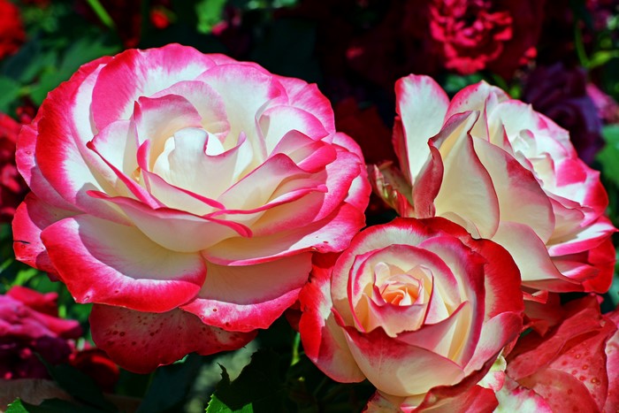 4K Roses Closeup
