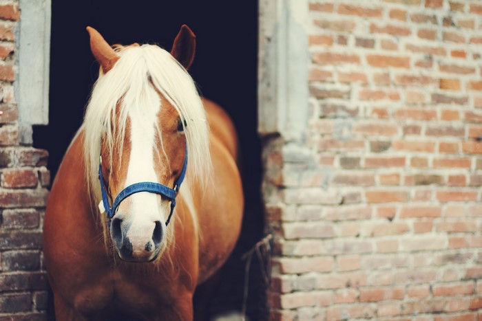 Brown horse with blonde mane in stable