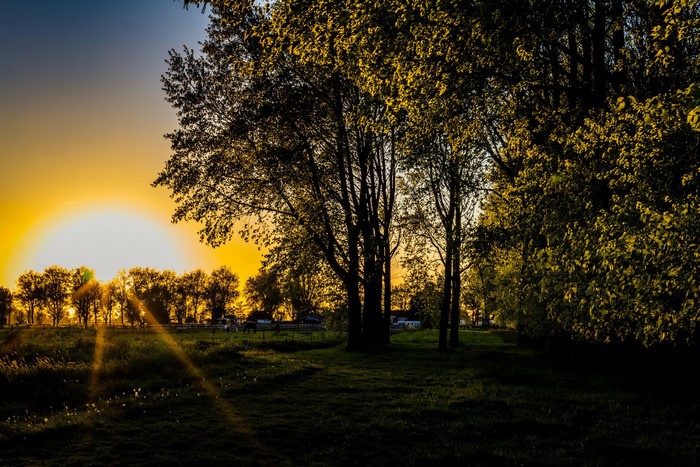 Sunset over a field with trees and sun rays