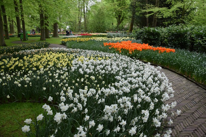 Keukenhof Gardens with Daffodils and Tulips in the Netherlands