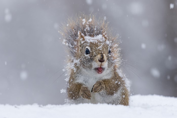 Squirrel in the snow