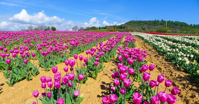 Field of Violet Tulips Under a Blue Sky