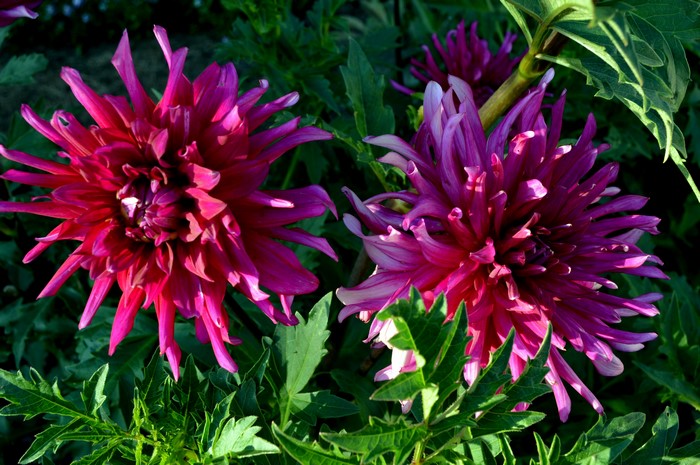 Two vibrant pink dahlias in bloom