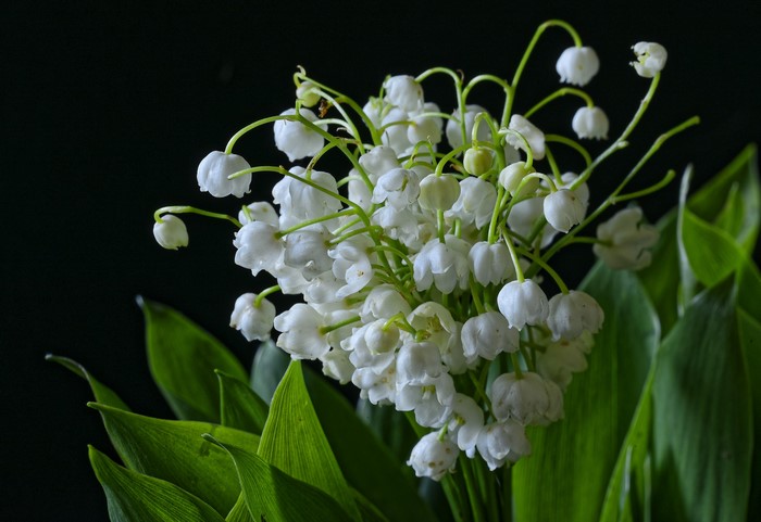 Lily of the valley flowers with green leaves
