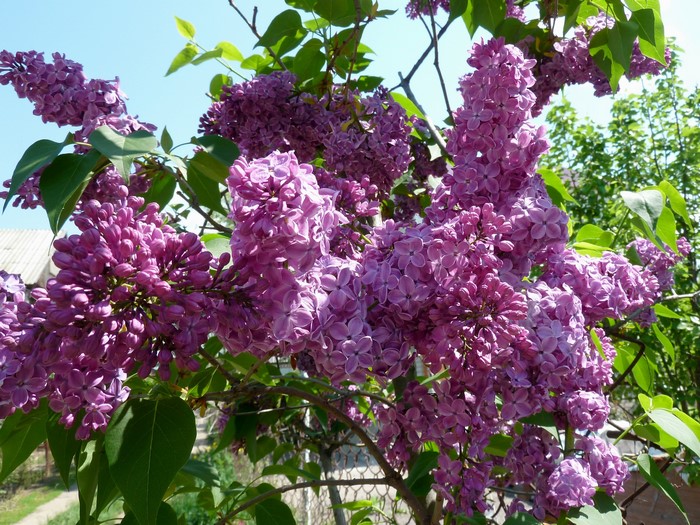 Purple Lilac Flowers on Branches
