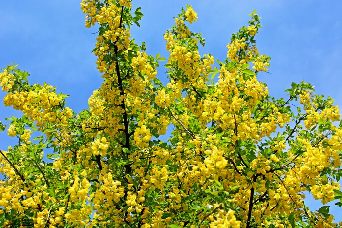 Yellow acacia flowering branches against blue sky