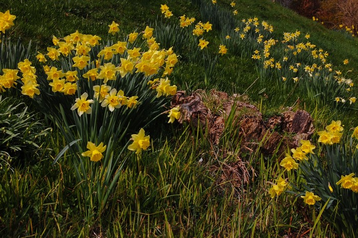 Field of yellow daffodils on a grassy hill