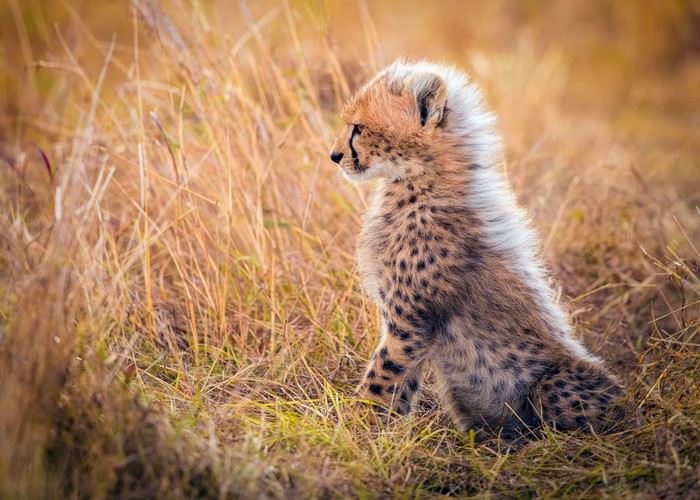 Cheetah cub sitting in dry grass