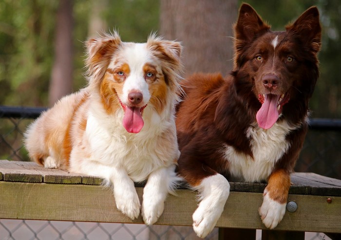 Two Australian Shepherd dogs lying on a wooden platform