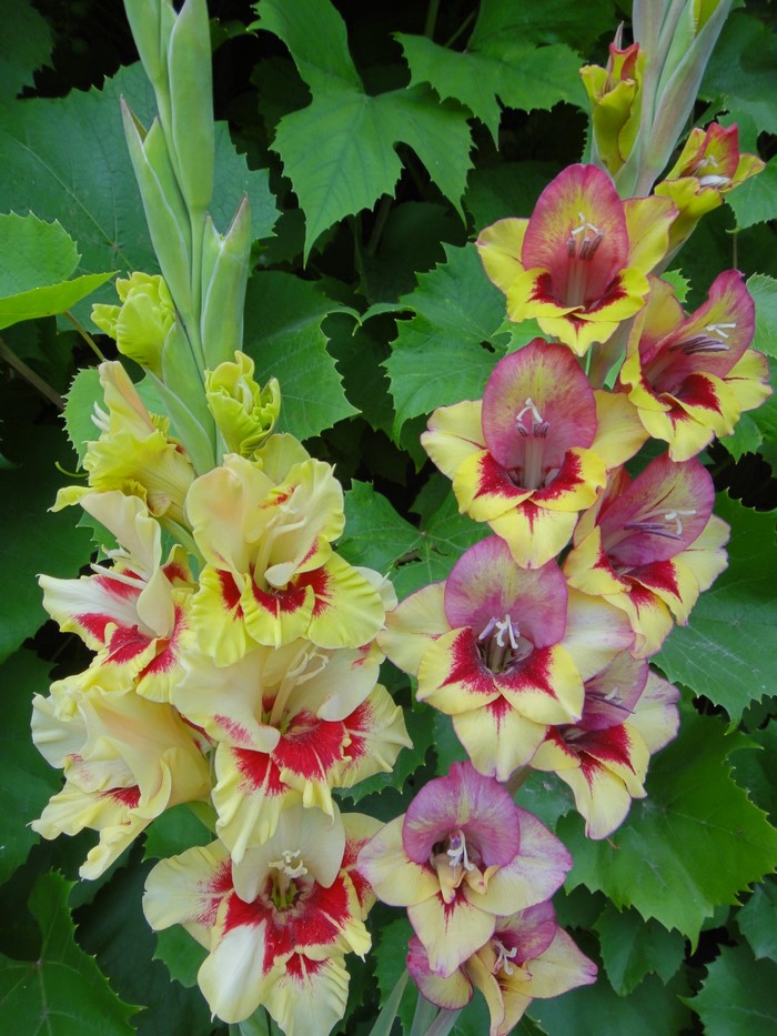 Yellow and pink gladiolus flowers