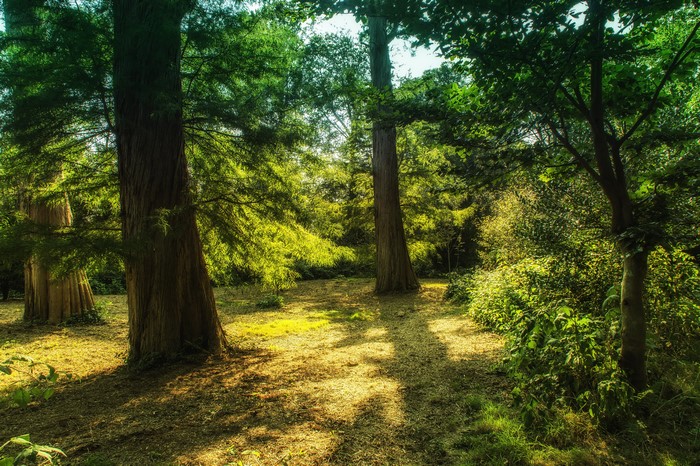Forest with tall trees and sunlight