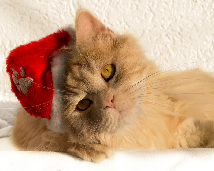 Ginger cat wearing a Santa hat