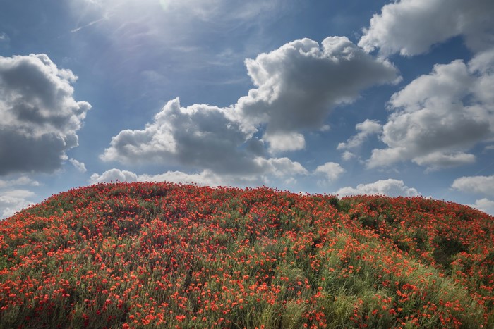 Field of red poppies under a cloudy sky