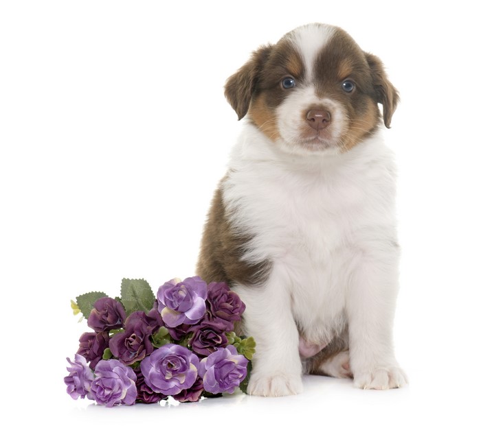 Australian Shepherd Puppy with Flowers