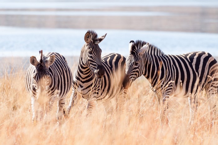 Three zebras in tall dry grass near water