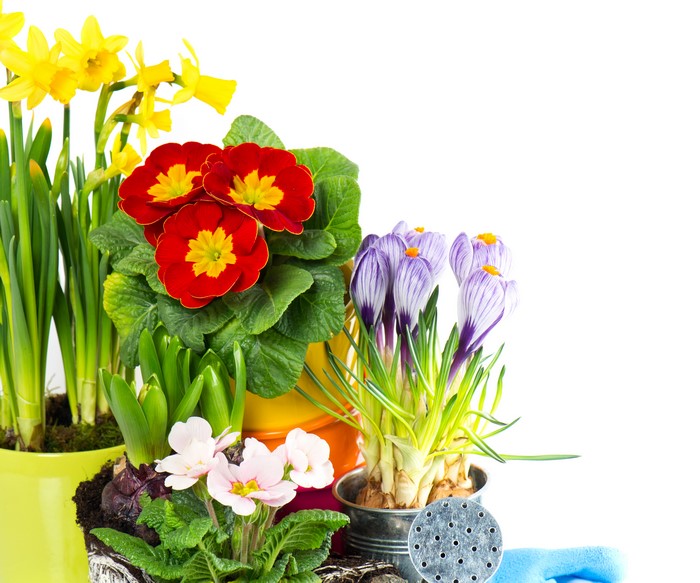 Spring Flowers: Daffodils, Primula, and Crocuses