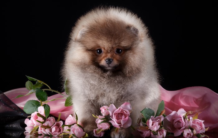 Fluffy Pomeranian puppy with pink roses