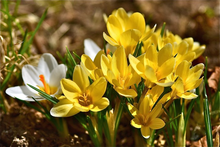 Yellow and white crocuses blooming in the sun