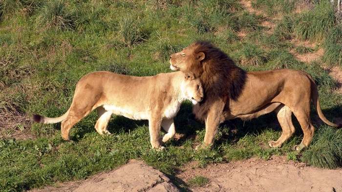 Two lions embracing in a grassy field