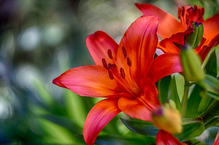 Close-up of vibrant red lilies in bloom