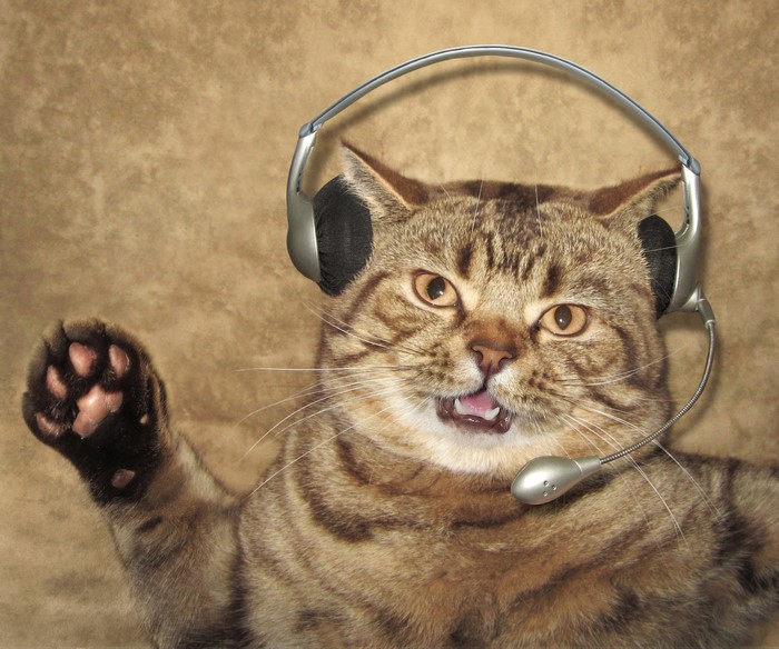 Funny cat wearing headphones and microphone