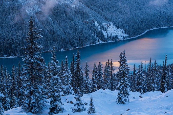 Snow-covered trees and Peyto Lake in Banff National Park, Canada