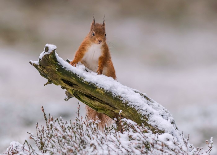Red squirrel on a snow-covered branch