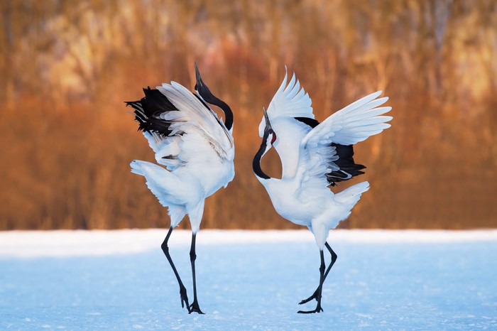Two Red-crowned Cranes dancing on snow