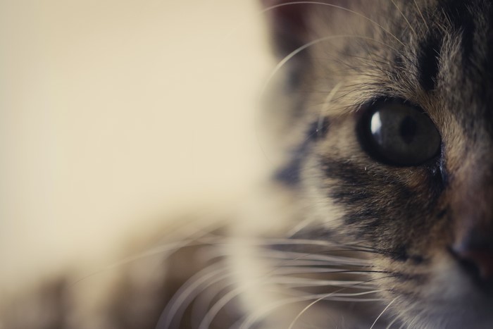 Macro shot of a cat's eye and whiskers