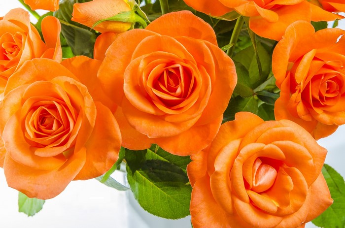 Close-up of vibrant orange roses