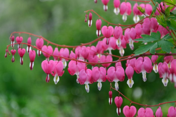 Pink bleeding heart flowers on branches