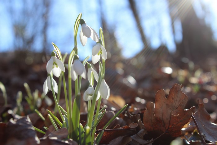 Snowdrops in Spring Sunlight