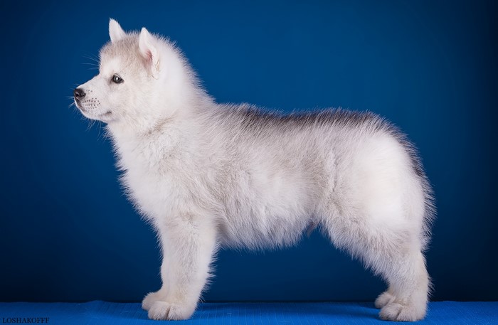 Husky Puppy Standing on Blue Background
