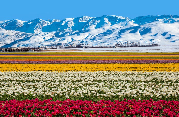 Tulip fields with snow-capped mountains
