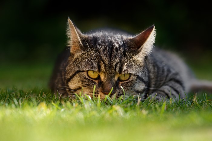 Tabby Cat Lying in Grass