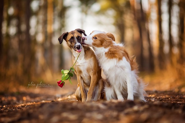 Two dogs with a rose in a forest