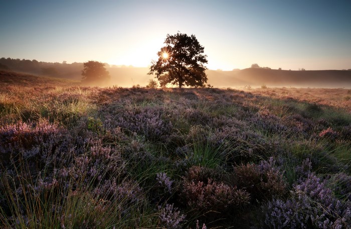 Sunrise over heather field with silhouetted tree
