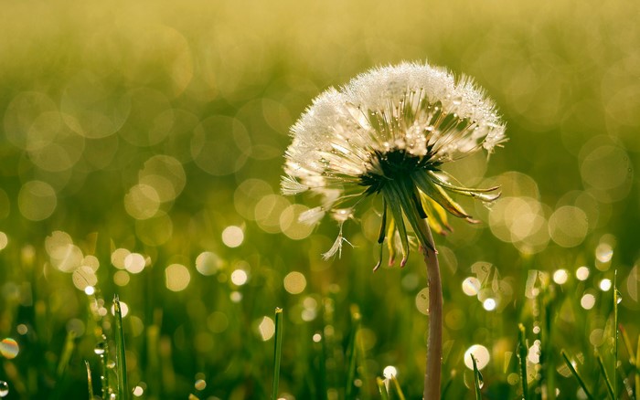 Dandelion with dew drops on grass