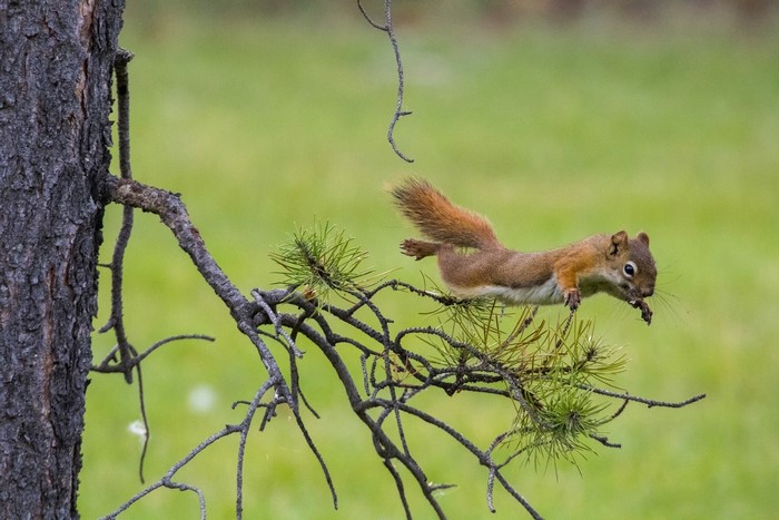 Red squirrel jumping between pine branches