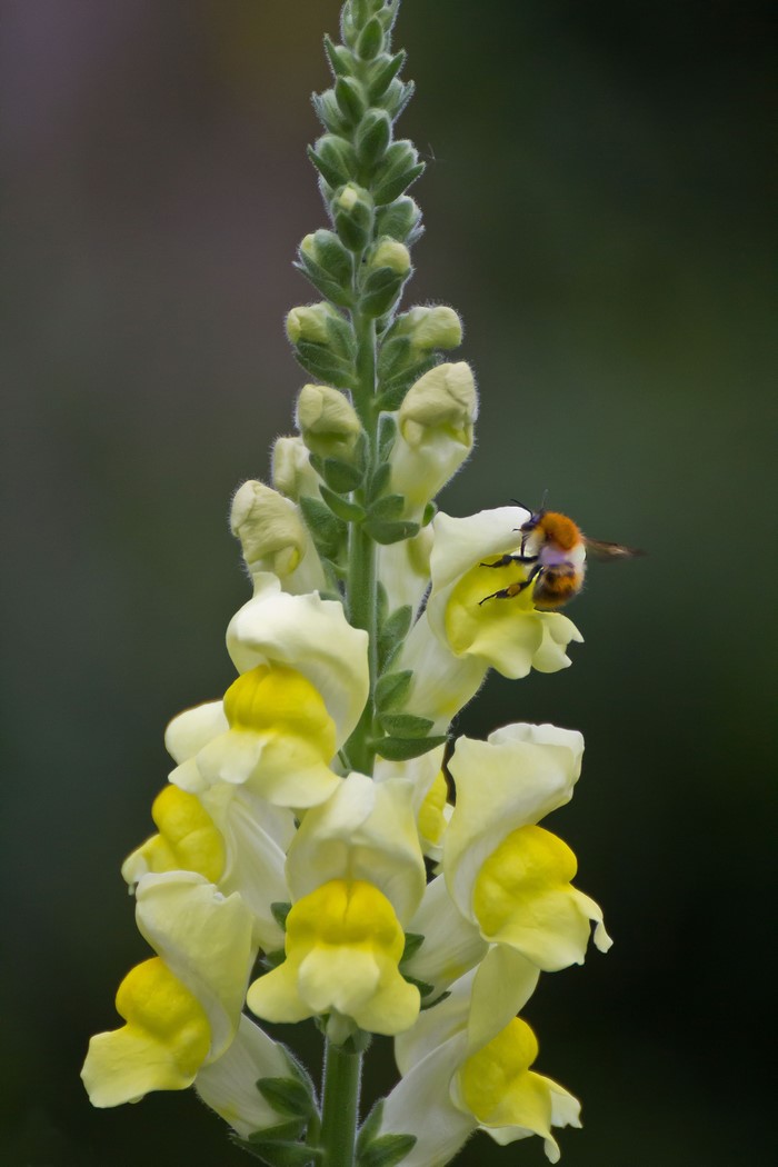 Bee on a yellow snapdragon flower
